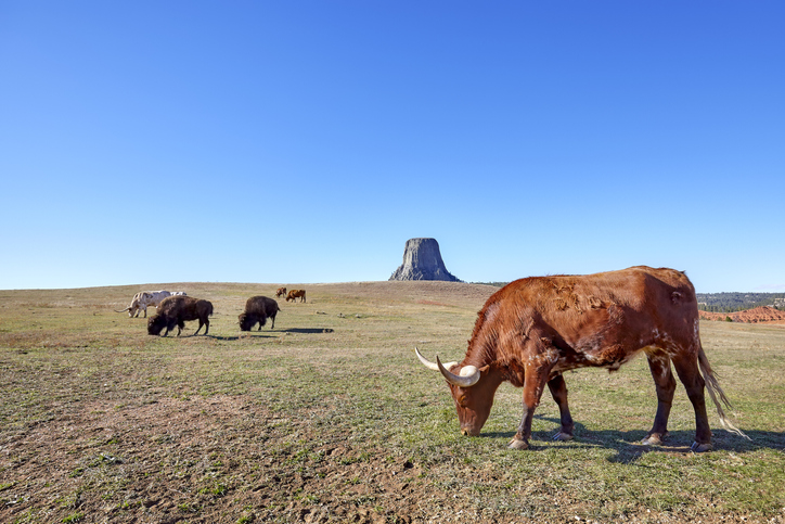 Things to Consider Before You Buy Wyoming Ranches